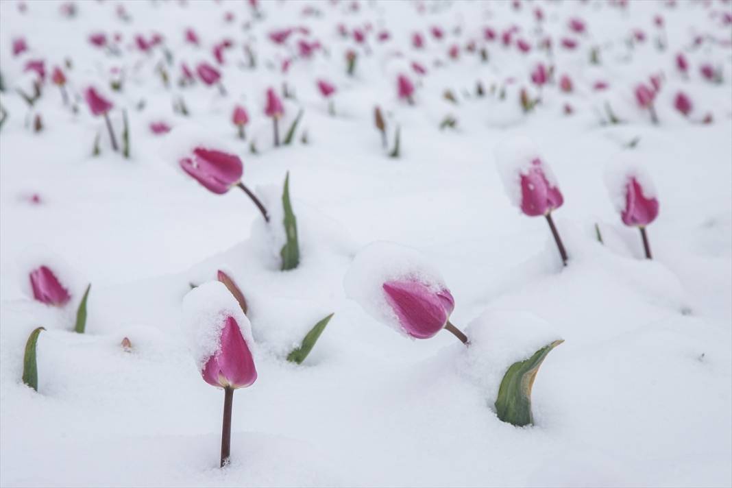 Ünlü lale bahçesi bu yıl bambaşka bir görsel şölen sunacak 12